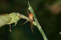 Metellina_segmentata_D8301_Z_89_Les Gris_Frankrijk
